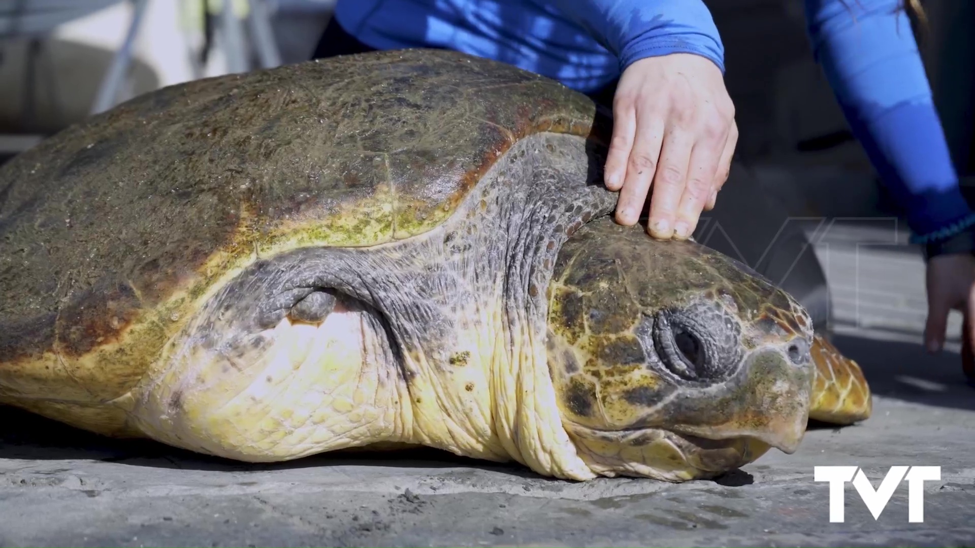 29 - Suelta tortuga Nuca